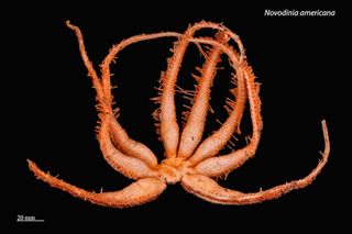 The Novodinia americana starfish has eyes on the tip of each arm. It can also glow.