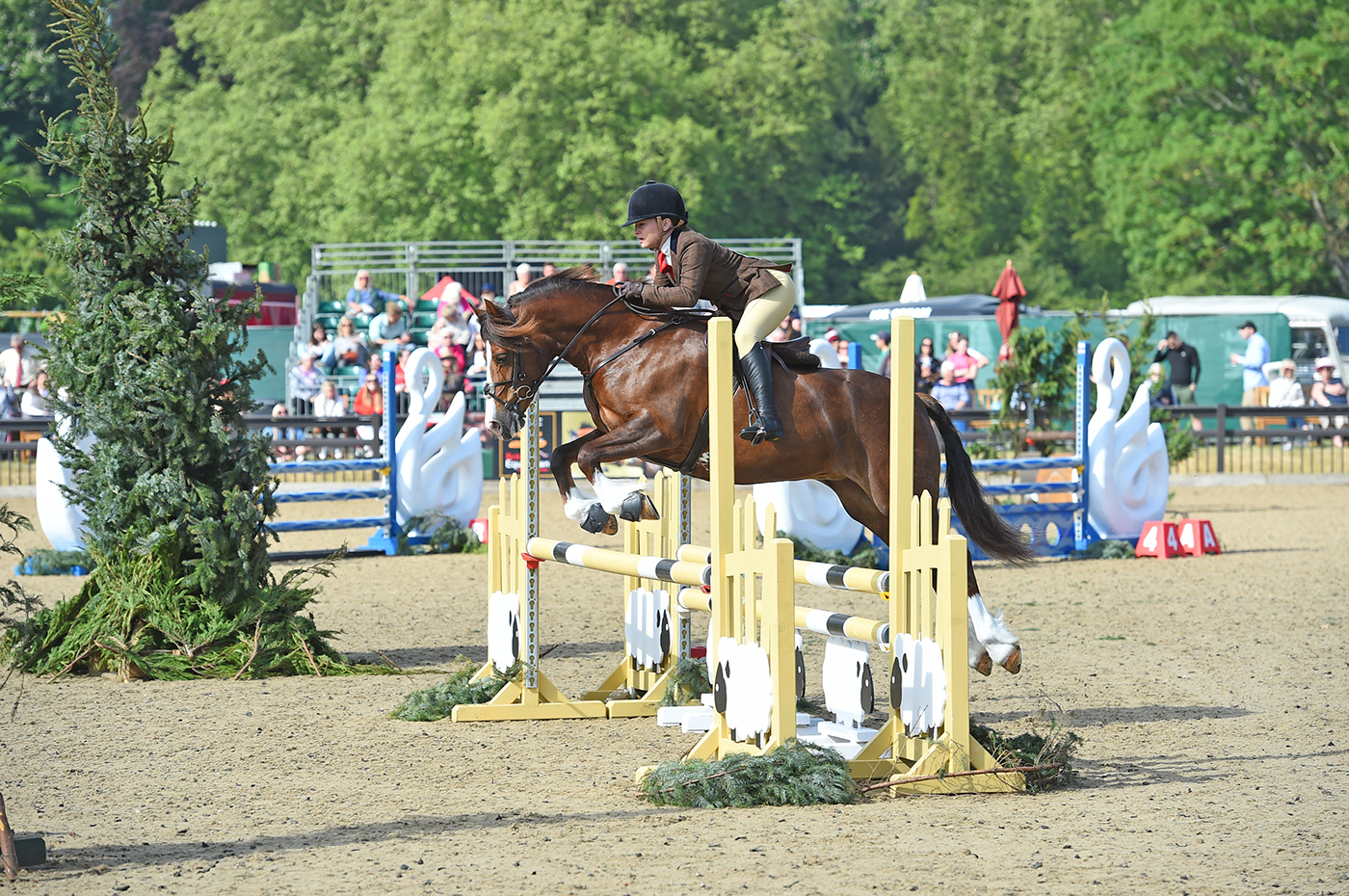 Dycott Sparkling Lady_1st class images