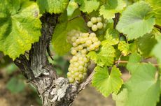 Melon de Bourgogne grapes on a vine