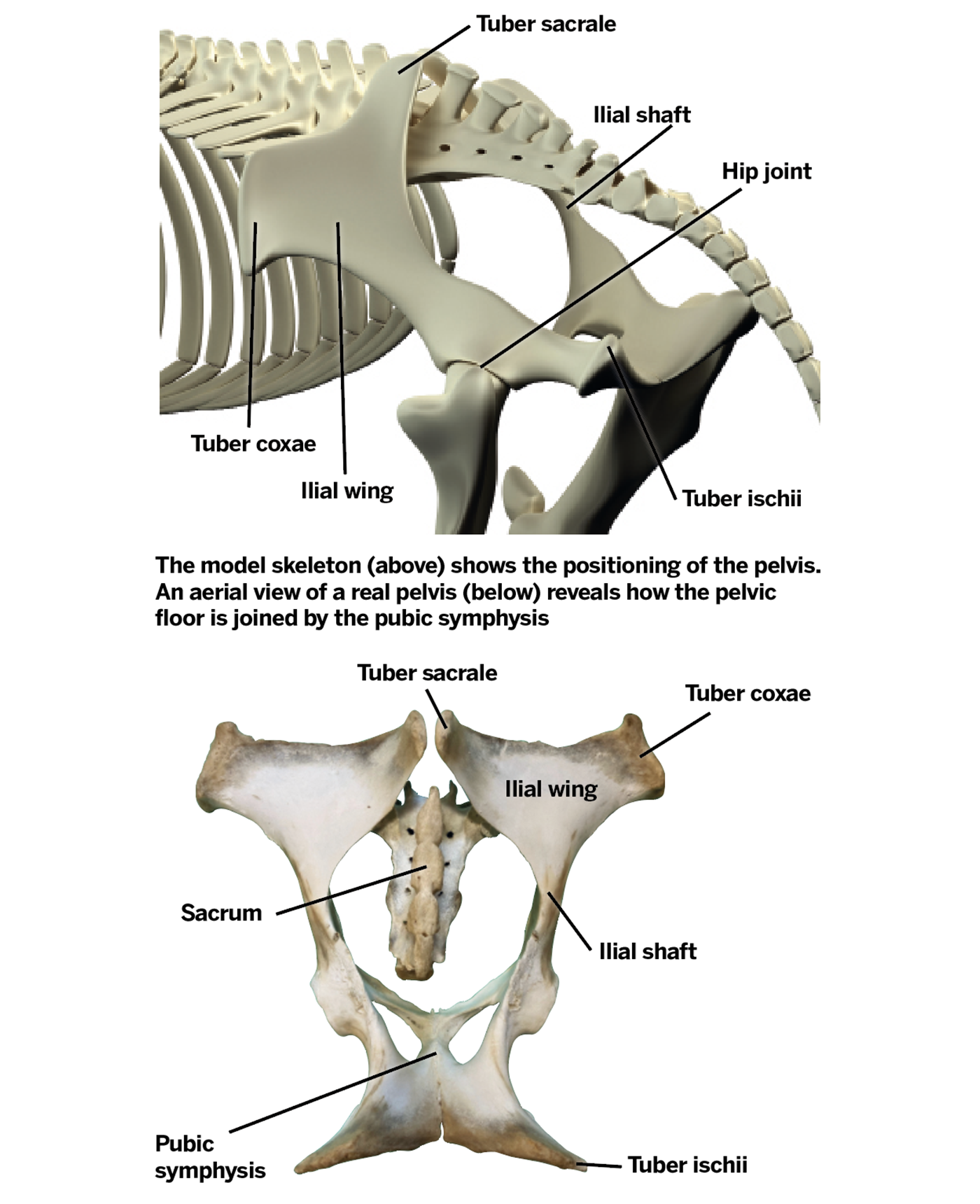 A diagram of the horse's pelvis