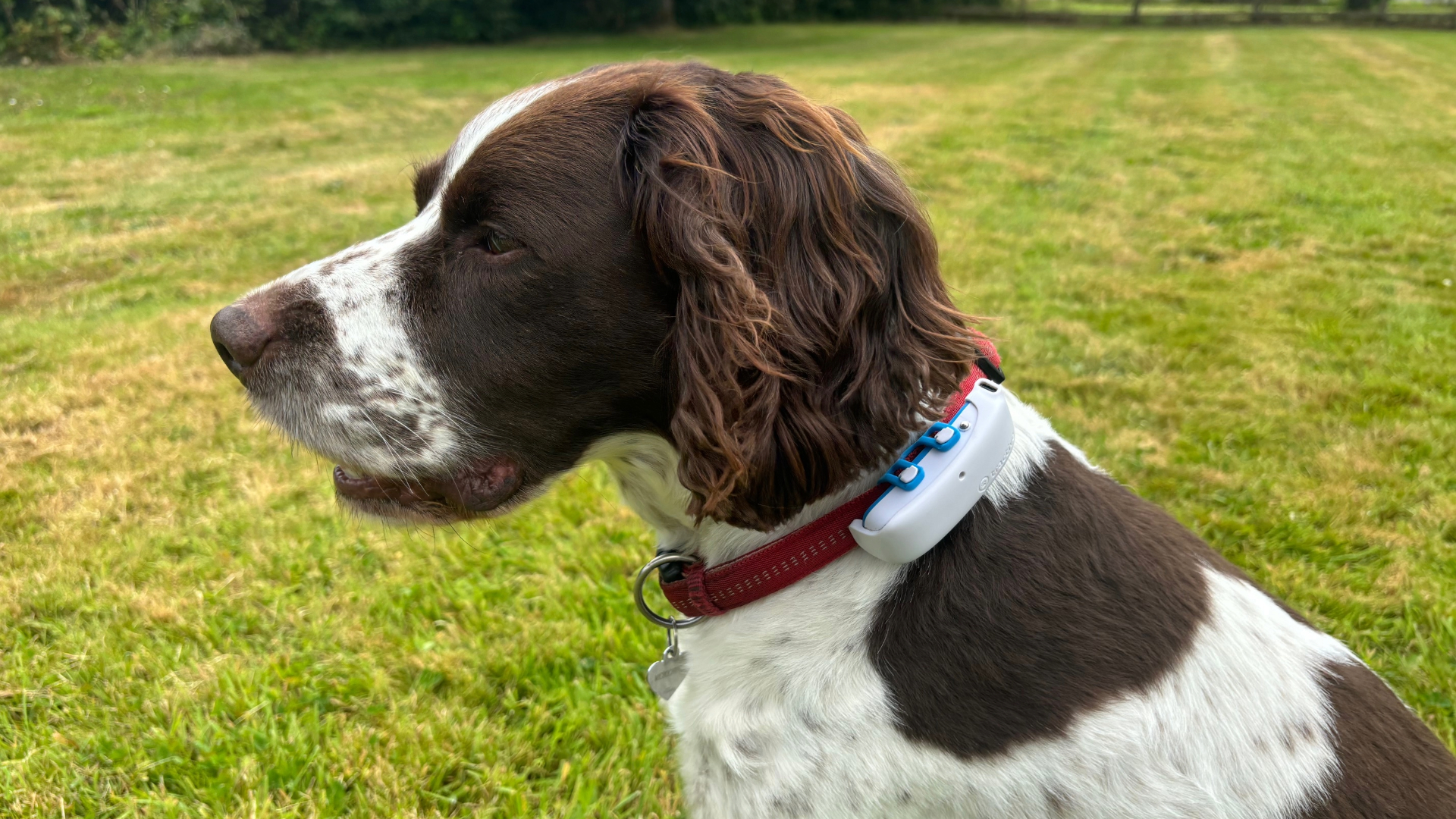 Side view of our tester's dog wearing the Tractive GPS Tracker (one of the best GPS trackers for pets), in a grassy field