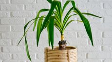 Houseplant Yucca in a flower pot against a white brick wall