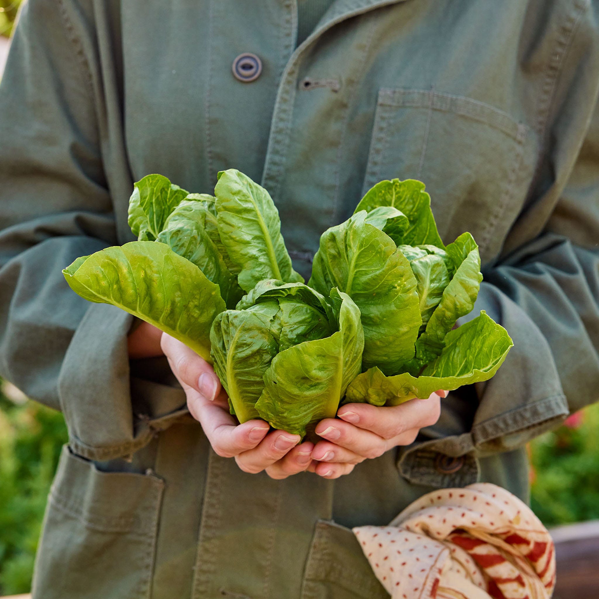 Hamberg Lettuce Seeds