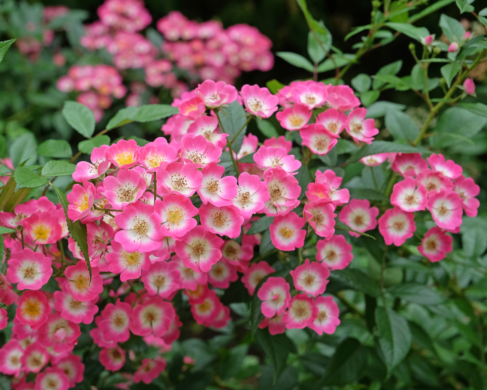 pink drift rose in flower