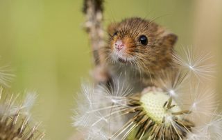 dandelions