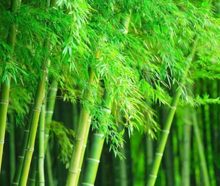 Bamboo tree seeds