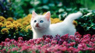 Kitten stood amongst flowers