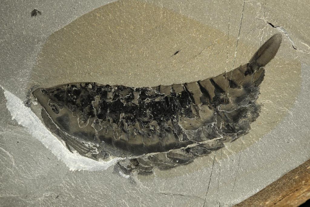 most well preserved fossils