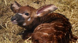 A bongo calf