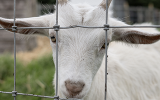 100% pull-up of an image of a goat taken with the Nikkor Z DX 24mm f/1.7 lens and Nikon Z fc