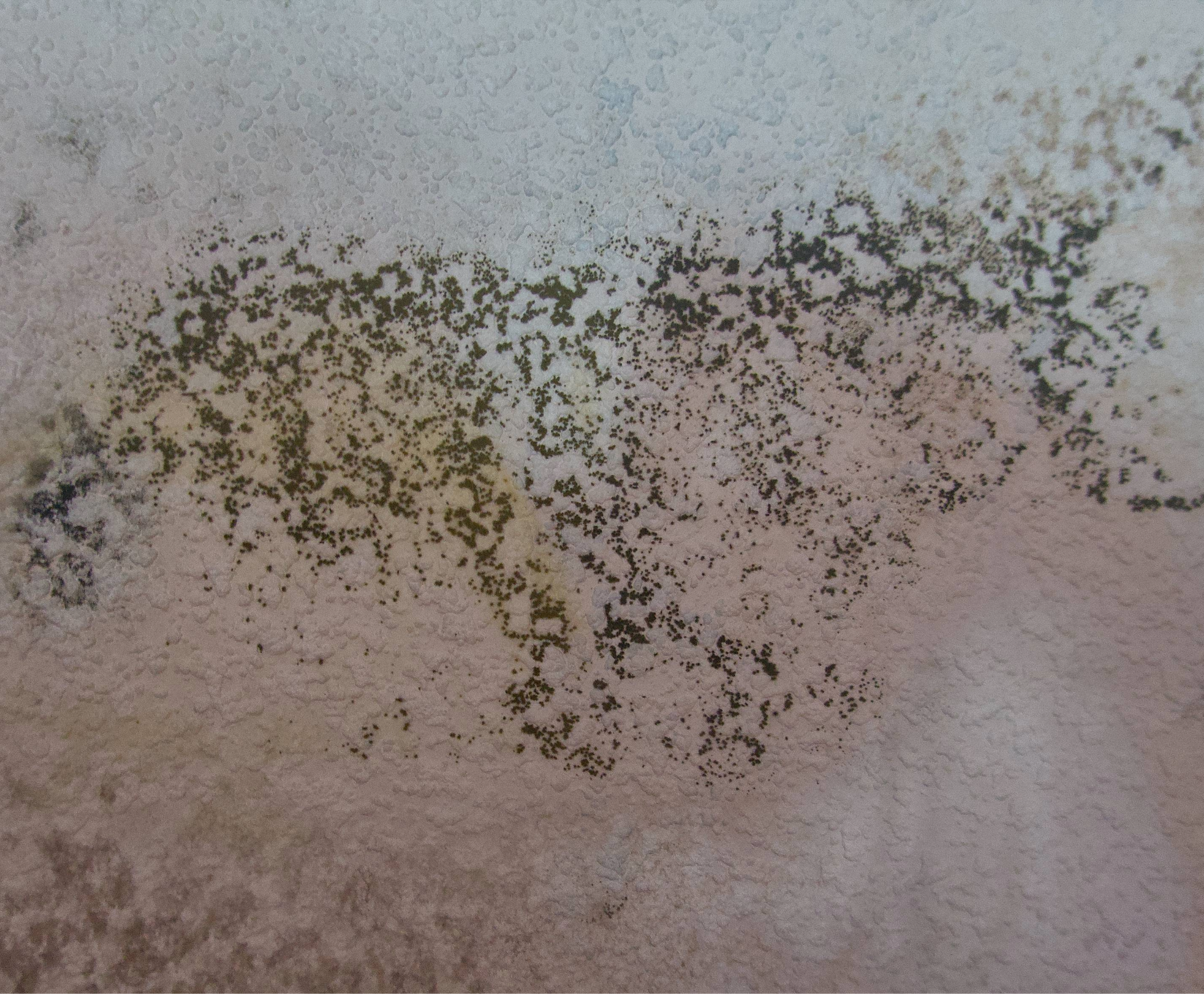 Non-toxic black mould on a wall