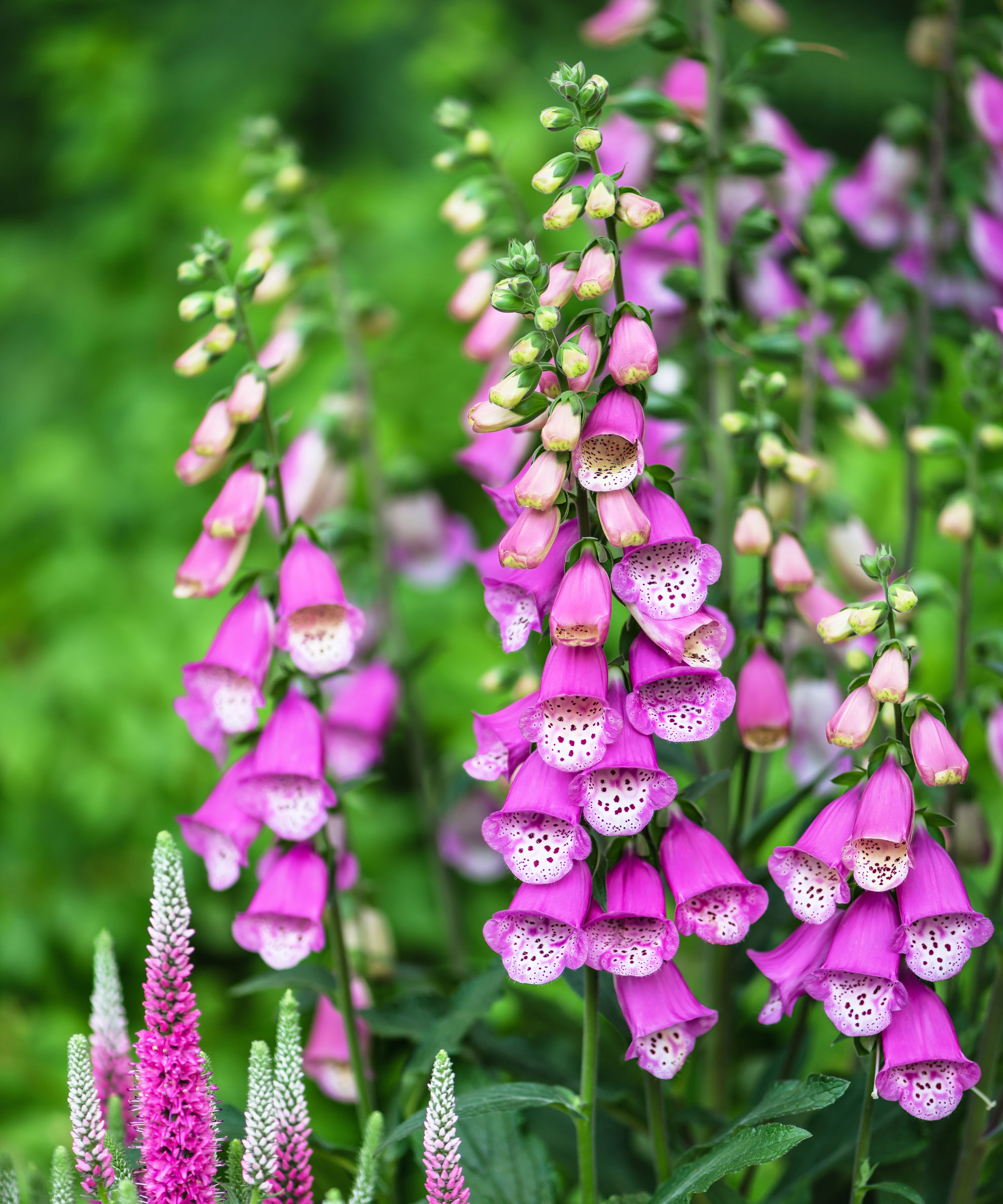 purple foxgloves plants in bloom