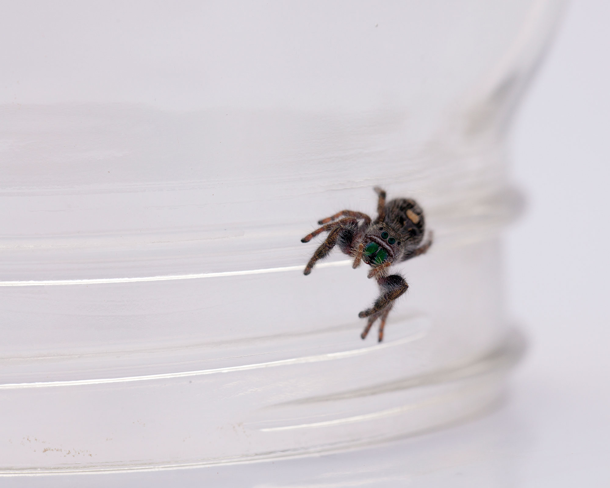 How to get rid of spiders - small spider on glass jar - Getty