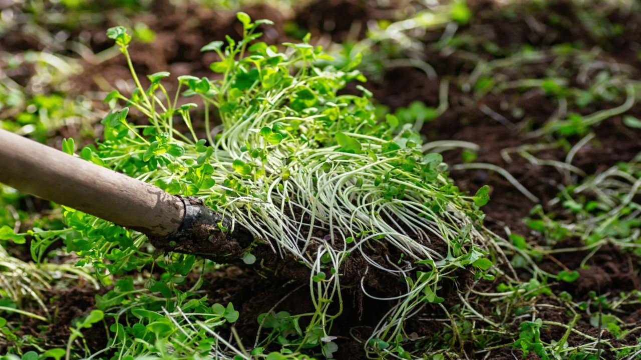 Green manures are dug in when they are mature to enrich the soil