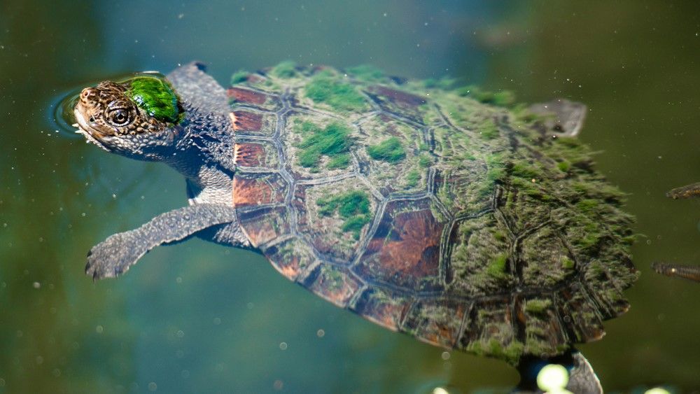 snapping turtle