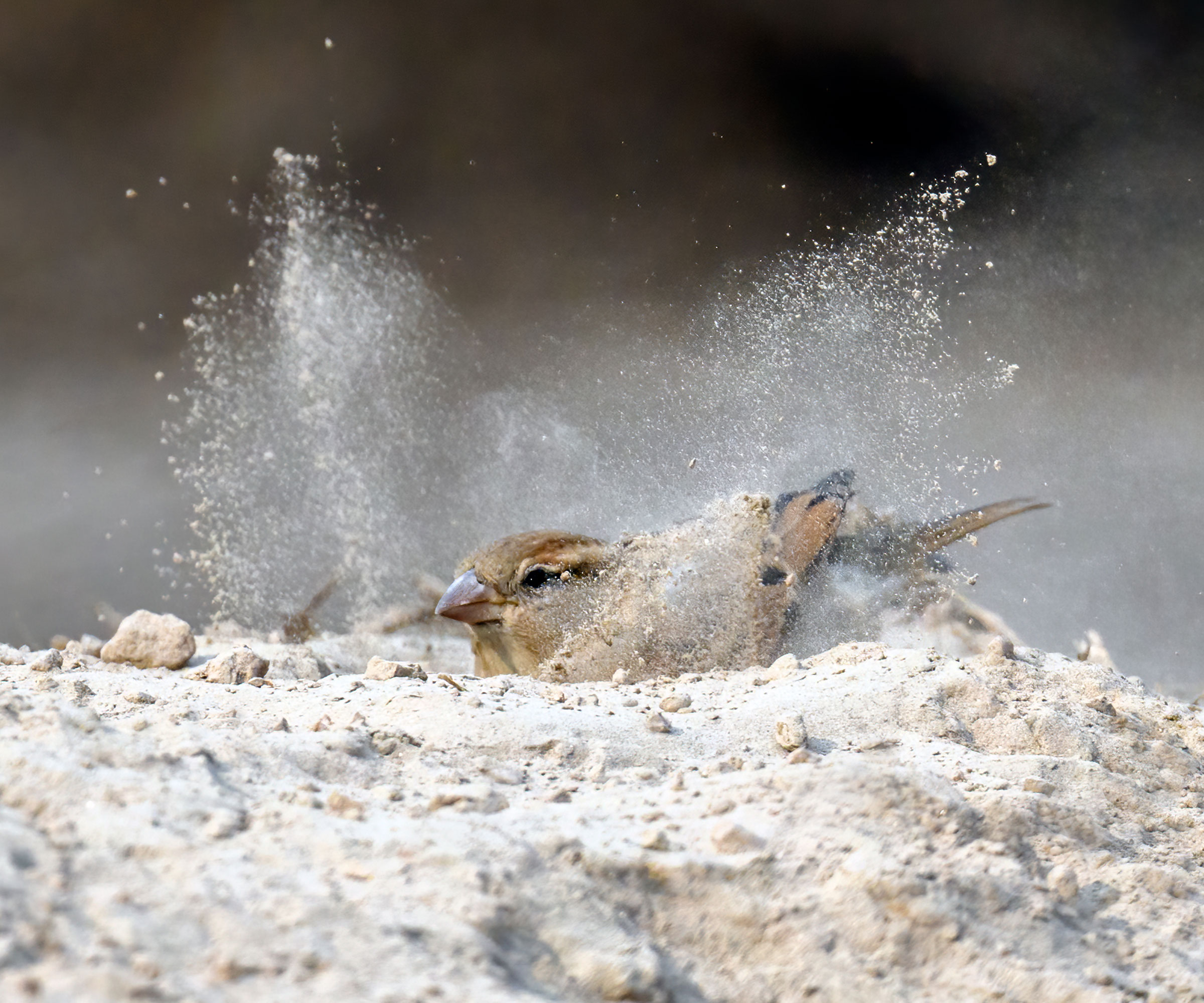 little bird bathing in white dusty dirt