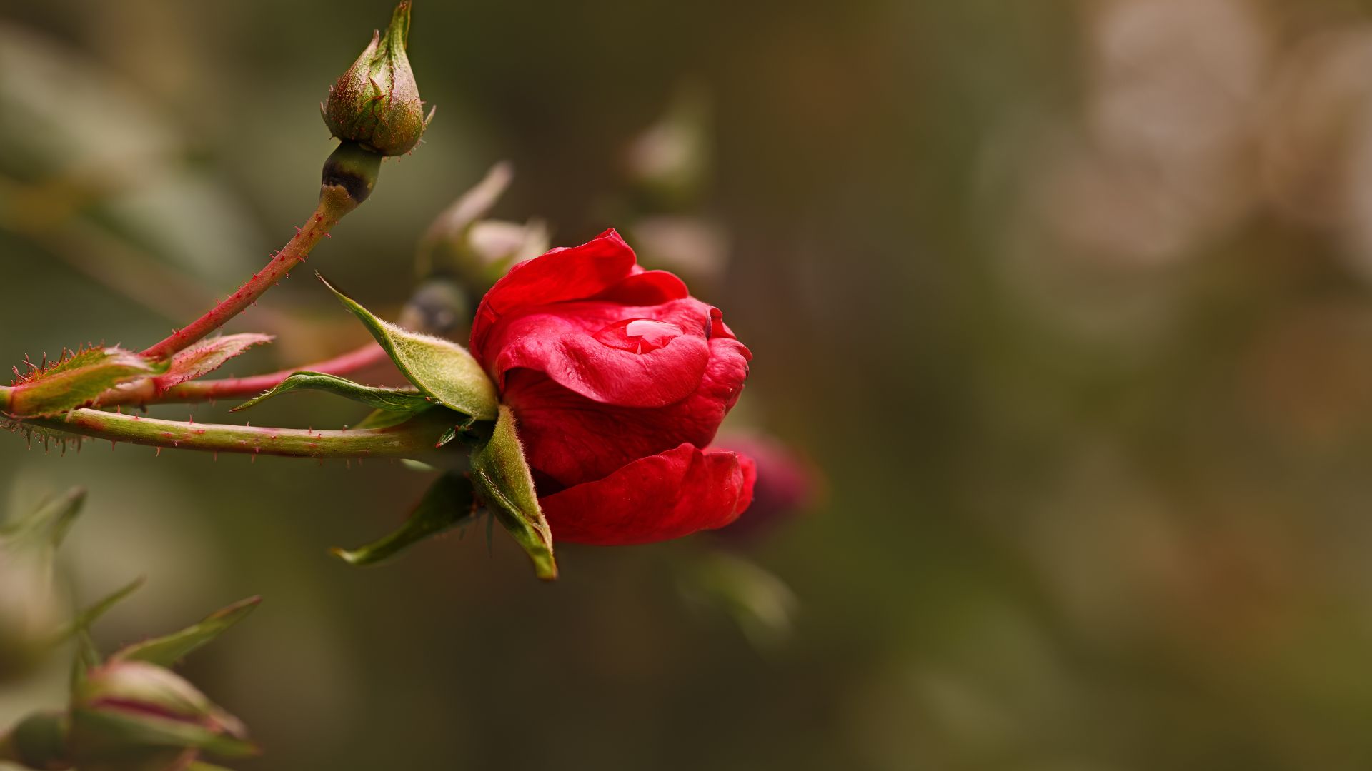 picture of minature rose in autumn weather