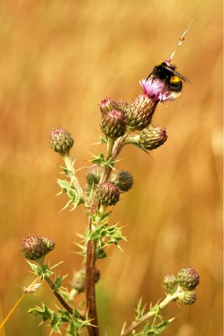 A transponder-fitted bumblebee feeds on a thistle.