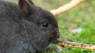 Rabbit chewing