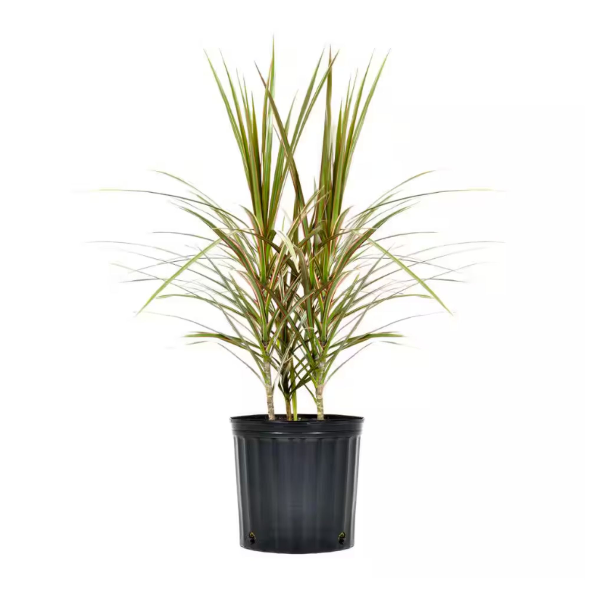 Dracaena Bi Color Plant Madagascar Dragon Tree in black pot against white background.