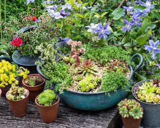 outdoor succulents in a plant bowl on a patio - Future