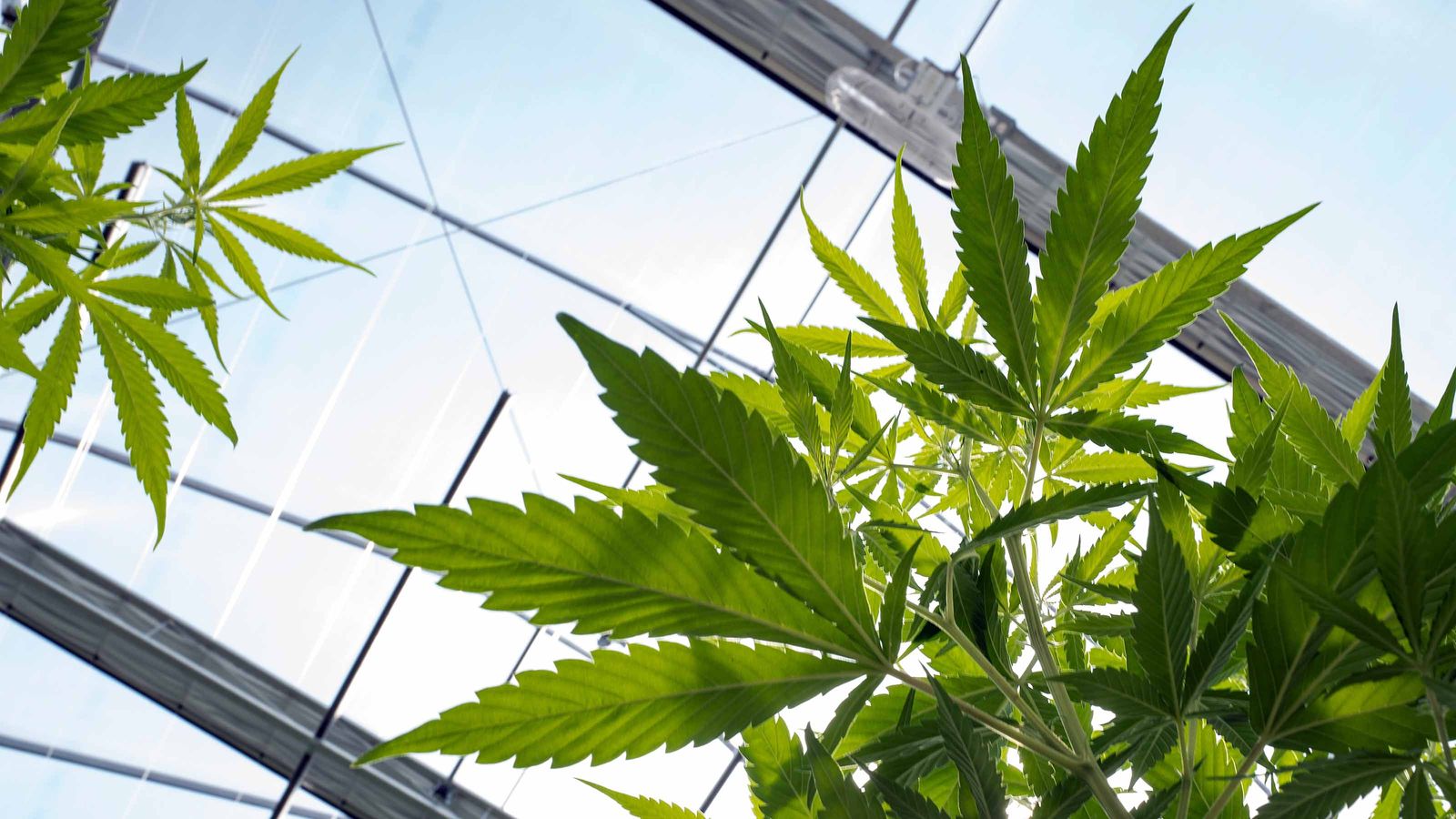 10 Best Marijuana Stocks to Buy Now Kiplinger