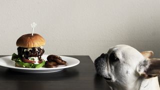 French bulldog tempted by burger