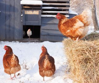 chickens sitting on straw and snow