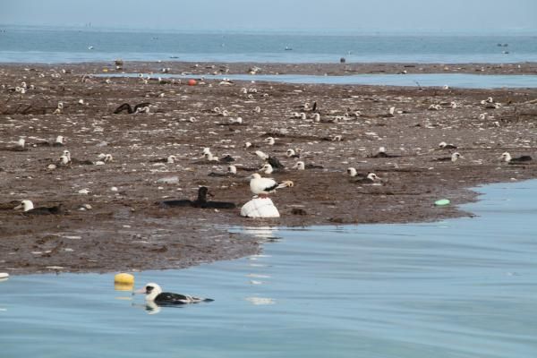 Midway atoll tsunami readings