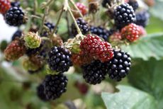 Close Up Of Blackberries