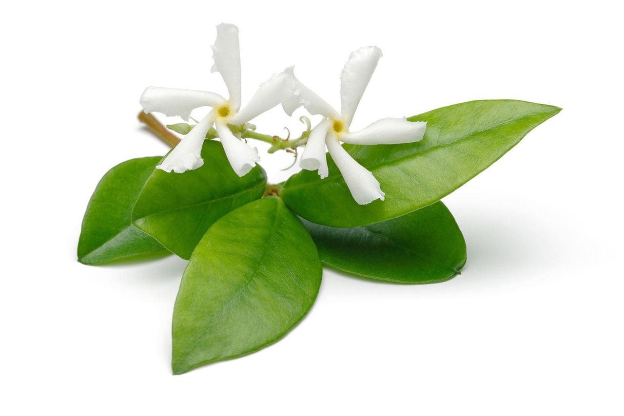 Jasmine Plant With Flowers