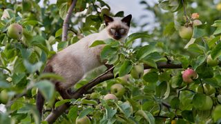 Siamese cat up an apple tree