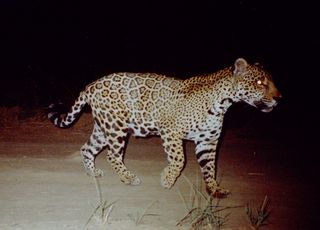 Kaaiyana photographed by camera trap in 2005.