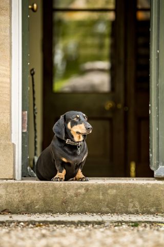 Stanley the Dachshund