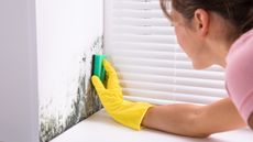 Woman clearing mold from wall