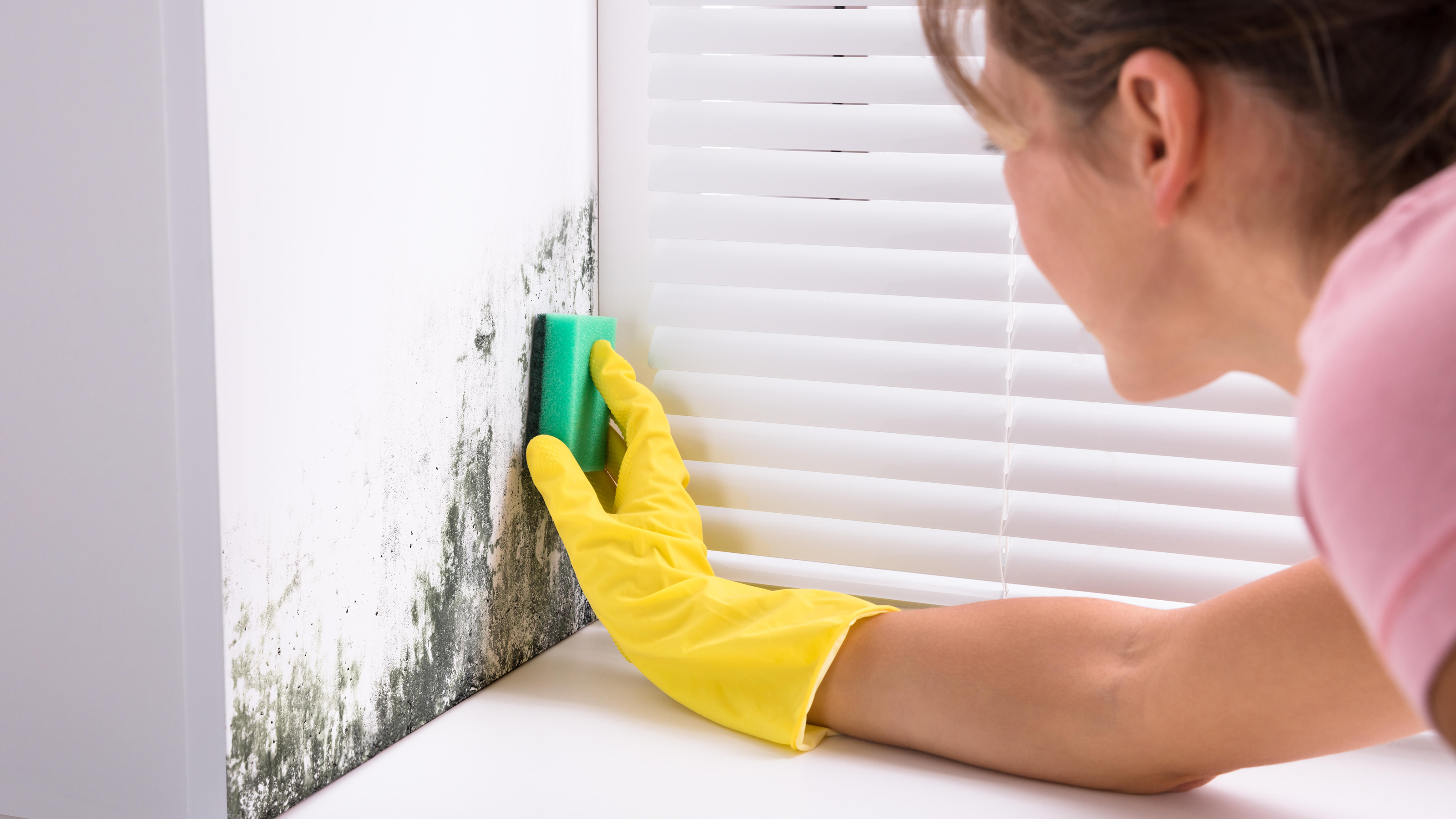 How to Get Rid of Black Mold With Common Household Cleaners