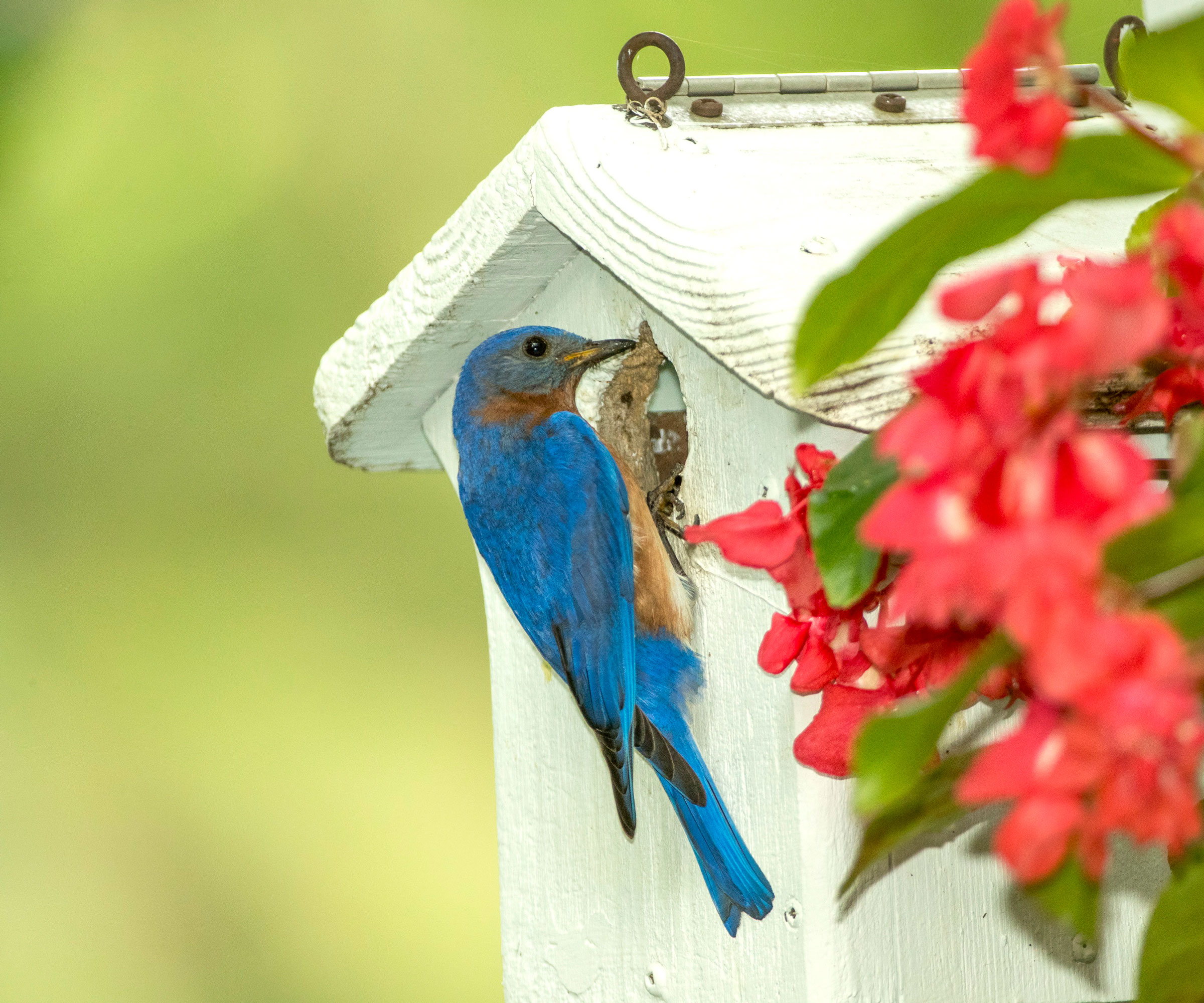 bluebird looking in white wooden bird house
