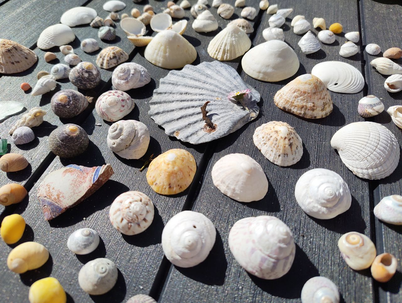 Nothing Phone 3a camera sample shells