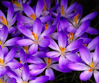 Vivid purple petals and golden stamens of crocuses