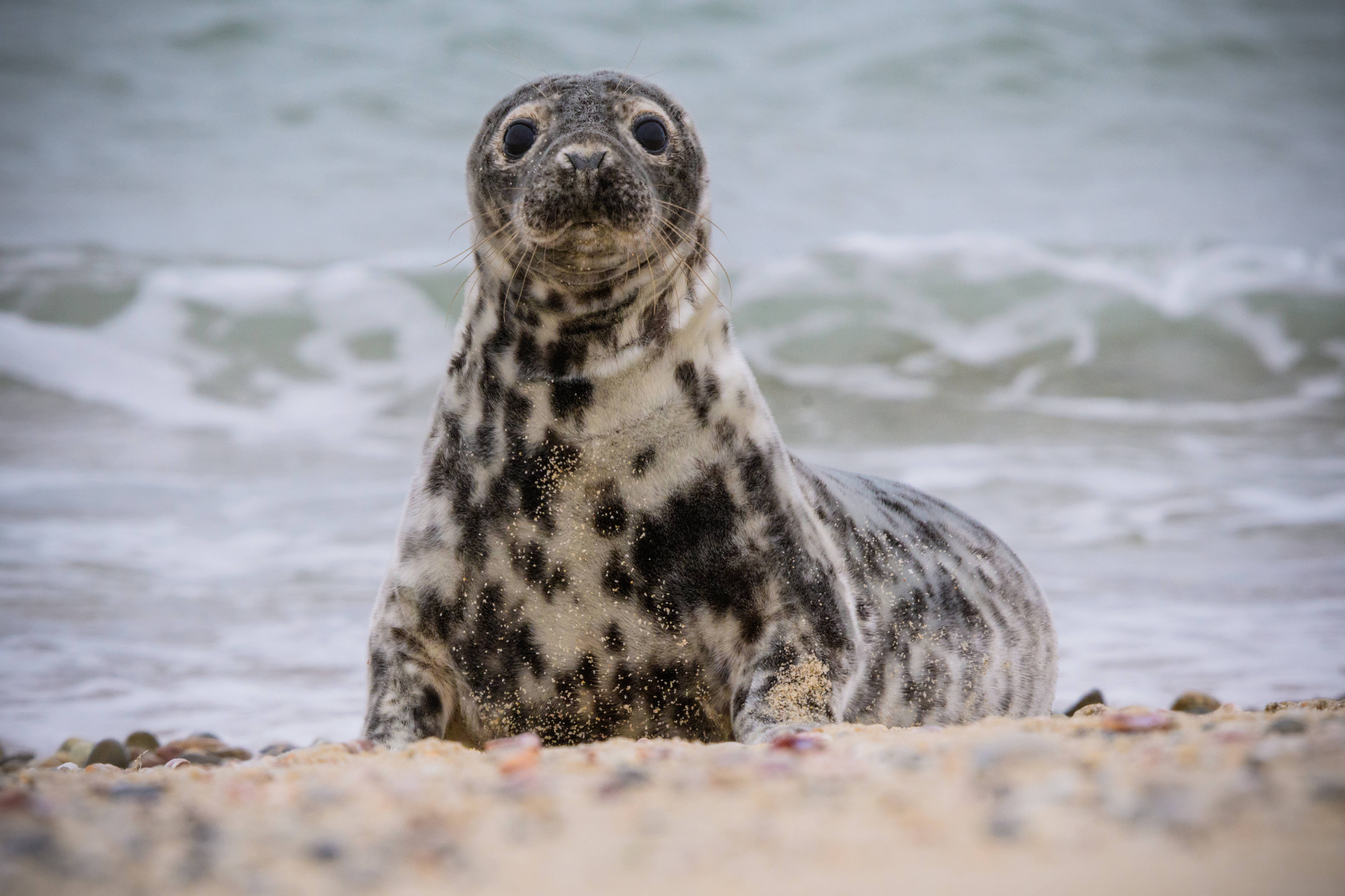 Grey and black spotted seal