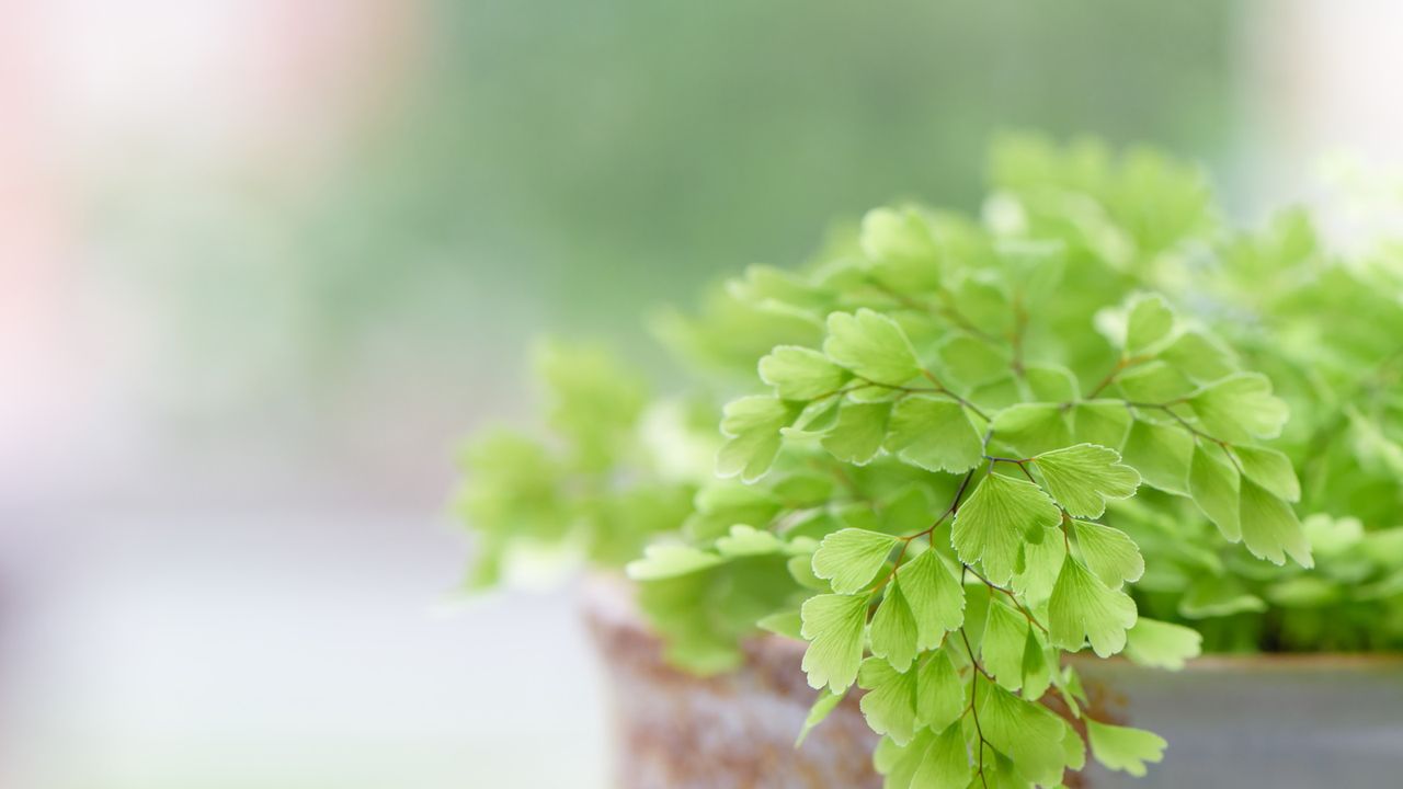 Maidenhair fern in pot