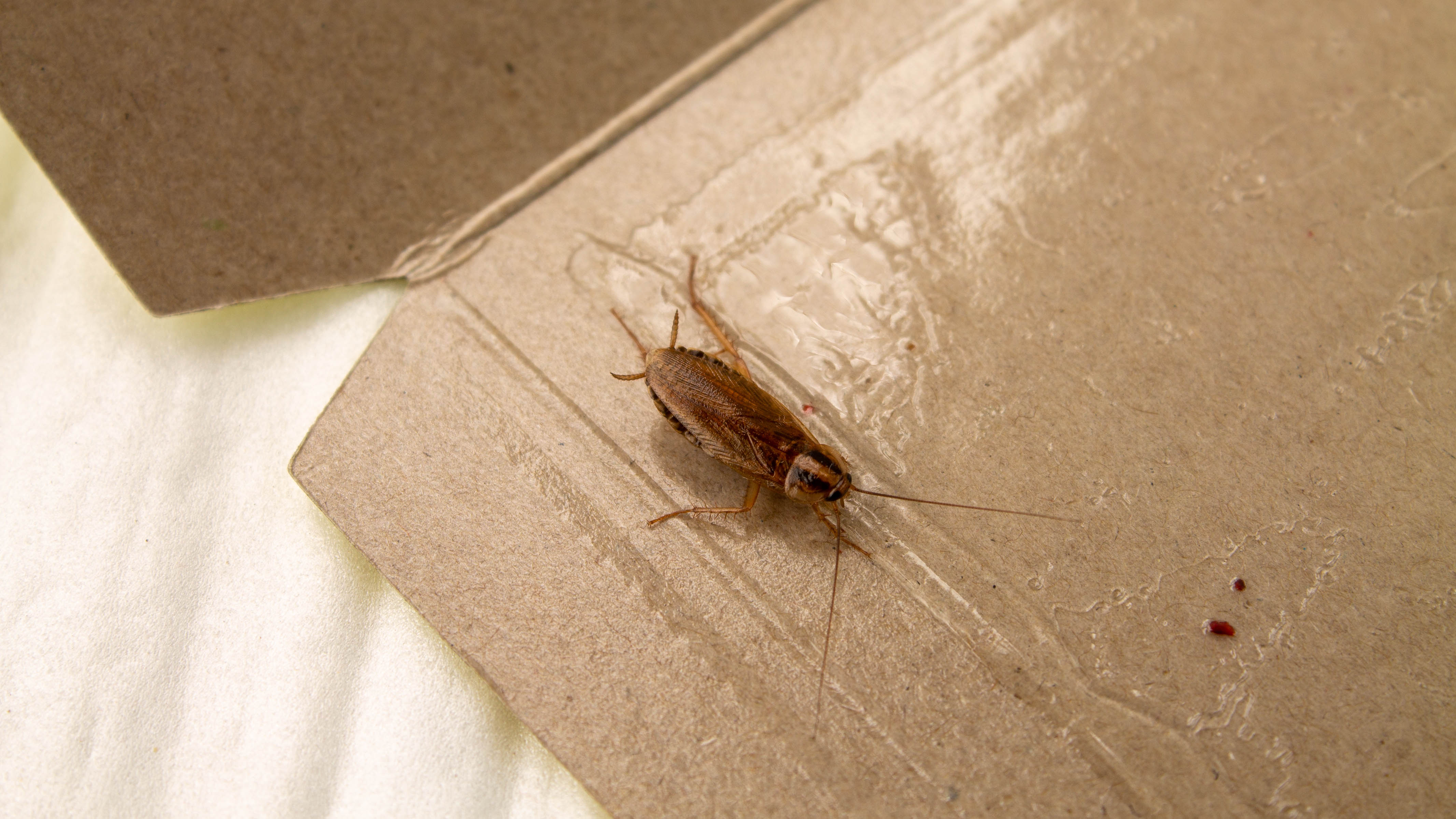 A cockroach caught in a gum trap