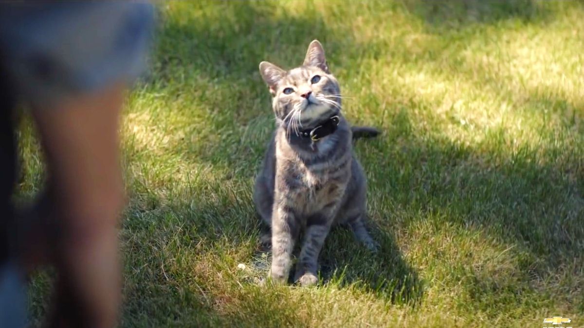 chevy commercial with cat actor name