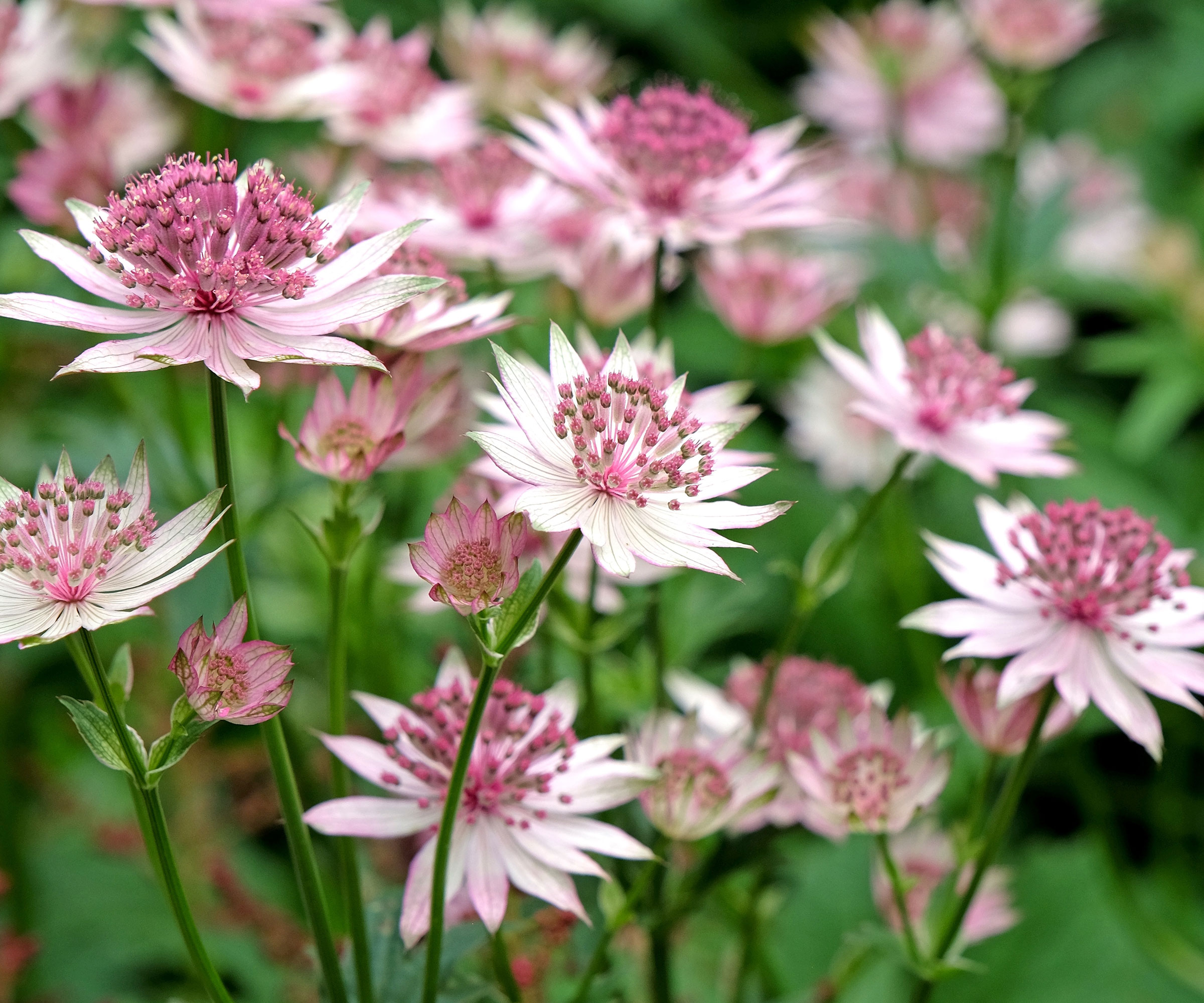 masterwort flowers growing in garden