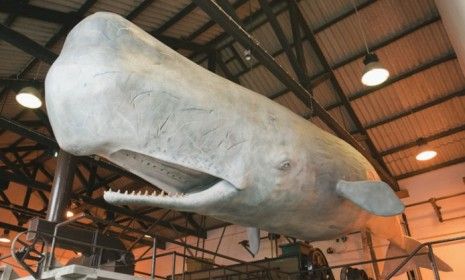 Sperm whale model at a Whaling museum: Newly analyzed fossils suggest the whale evolved from hooved, deer-like creatures. 