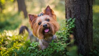 Yorkshire Terrier