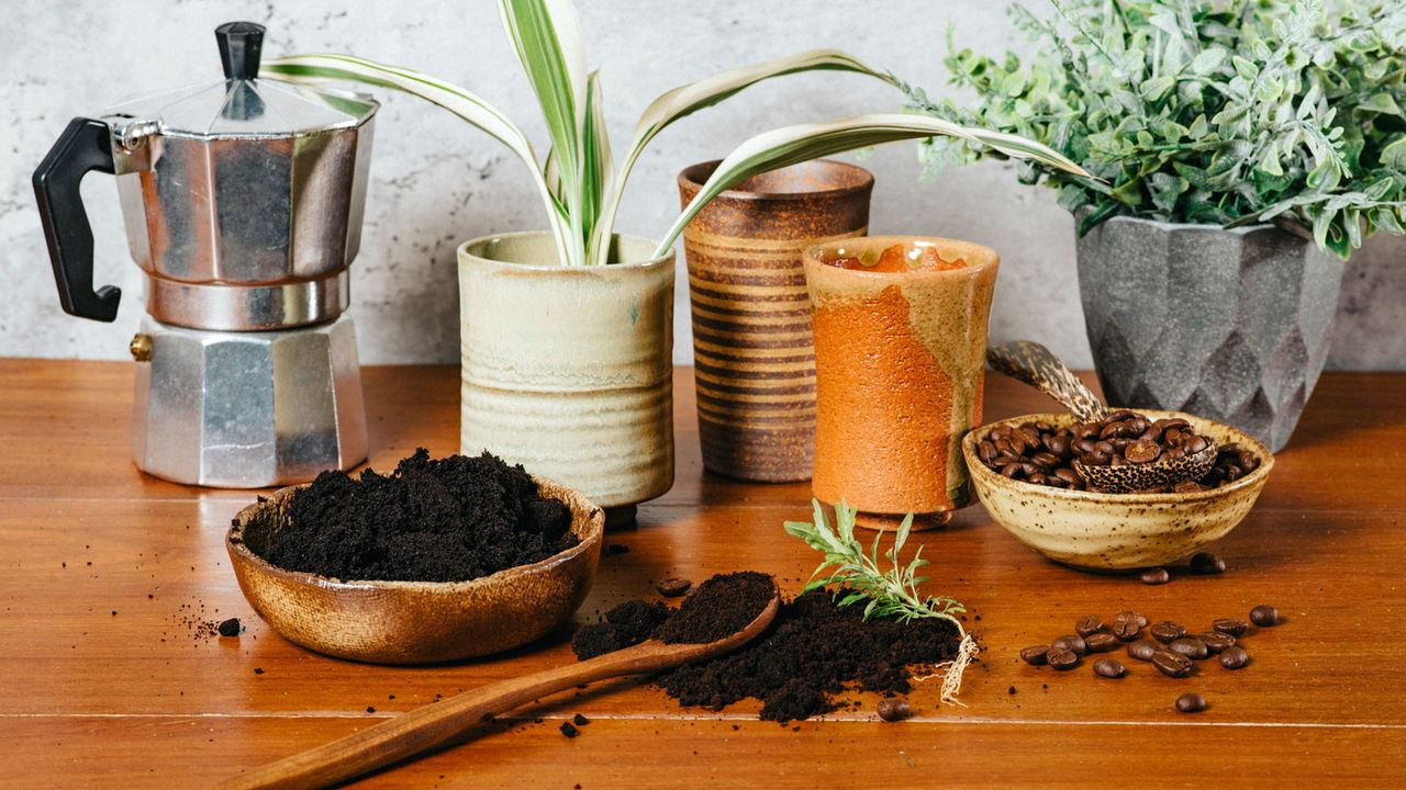 coffee grounds and compost material with plants