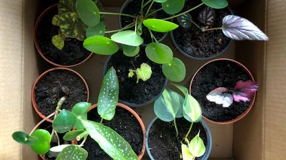 plant cuttings in a cardboard box