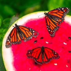 butterflies feeding on watermelon slice in garden