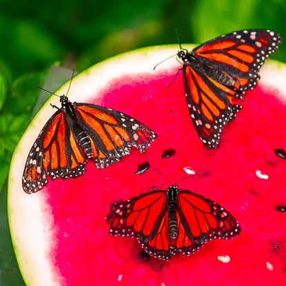 butterflies feeding on watermelon slice in garden